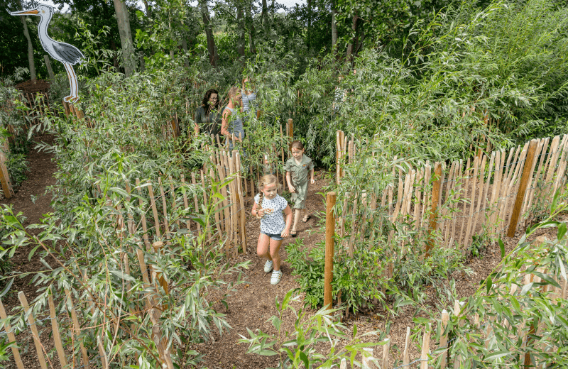Willow maze